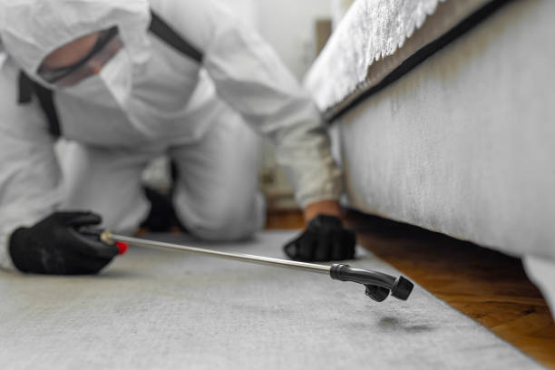 Professional Bed Bug Control technician working in Owensville, MO